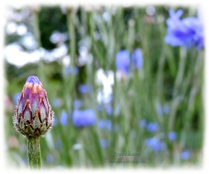 25.06.2015 KornblumeDSCN0092