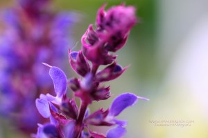 01.07.2015RitterspornIMG_1133