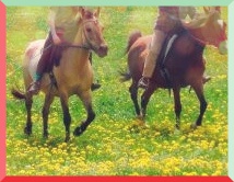 14.07.2015rittBlumenwiese-2012-49cf2fcb