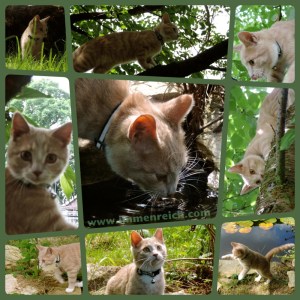 26.05.215Garry collage