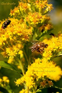 24.08.2015GoldruteIMG_2546